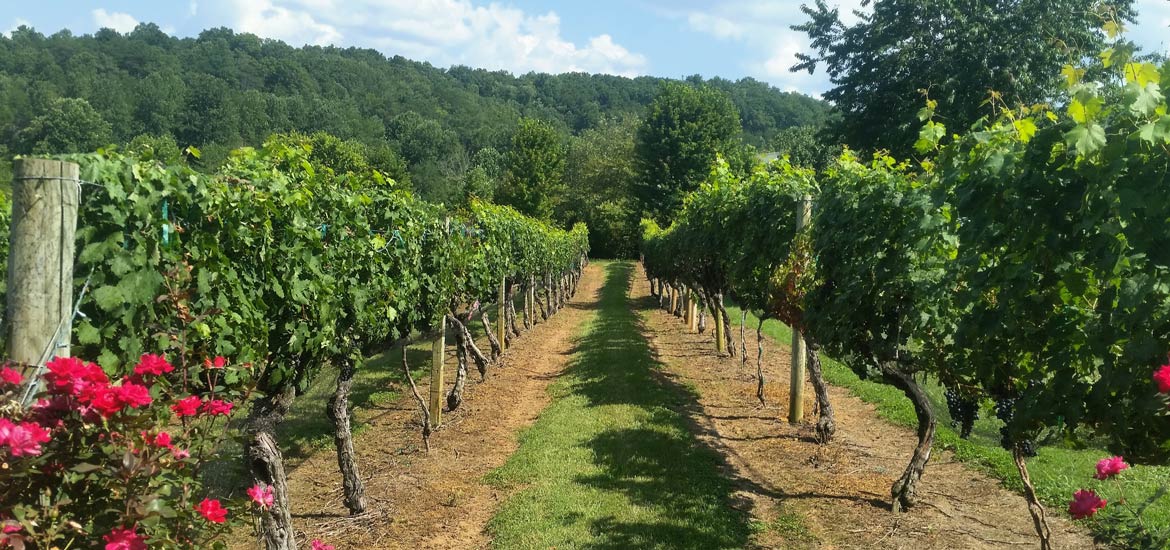Piemonte: escursione a piedi e degustazione di vini nella Serra Morenica di Ivrea