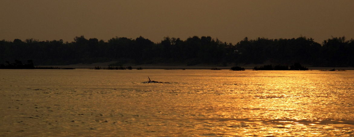 Delfini Mekong - Viaggio in Cambogia