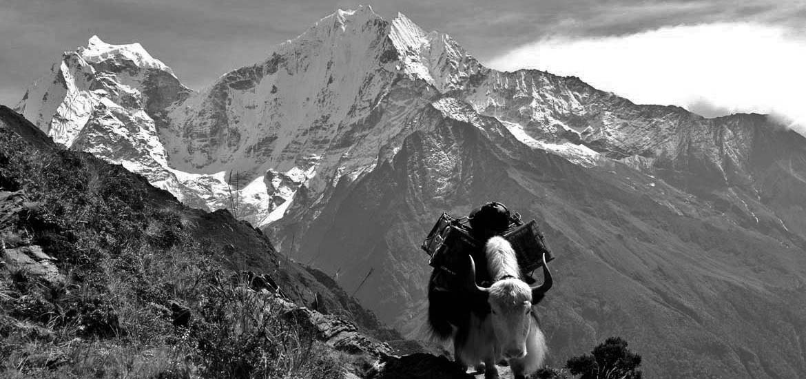 yak trek gokyo everest nepal