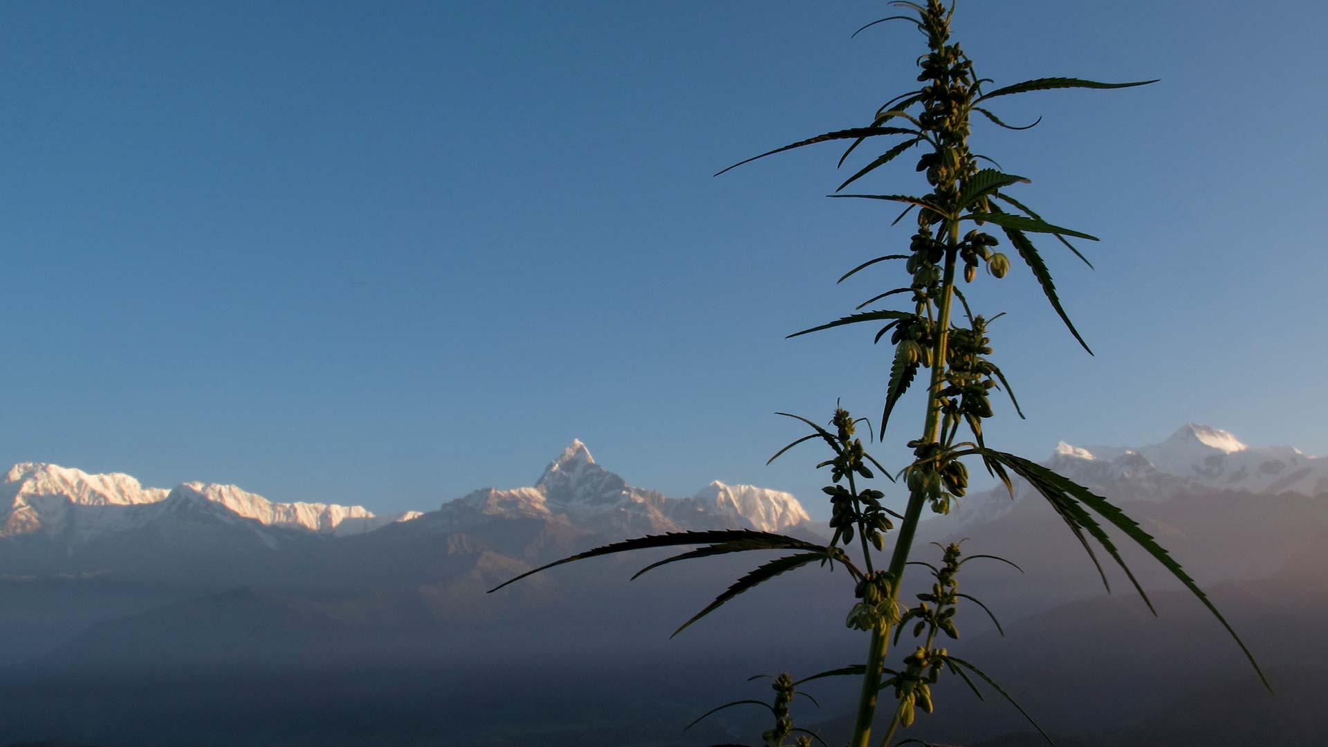 Viaggio in Nepal - Annapurna Ganja Trails Trek