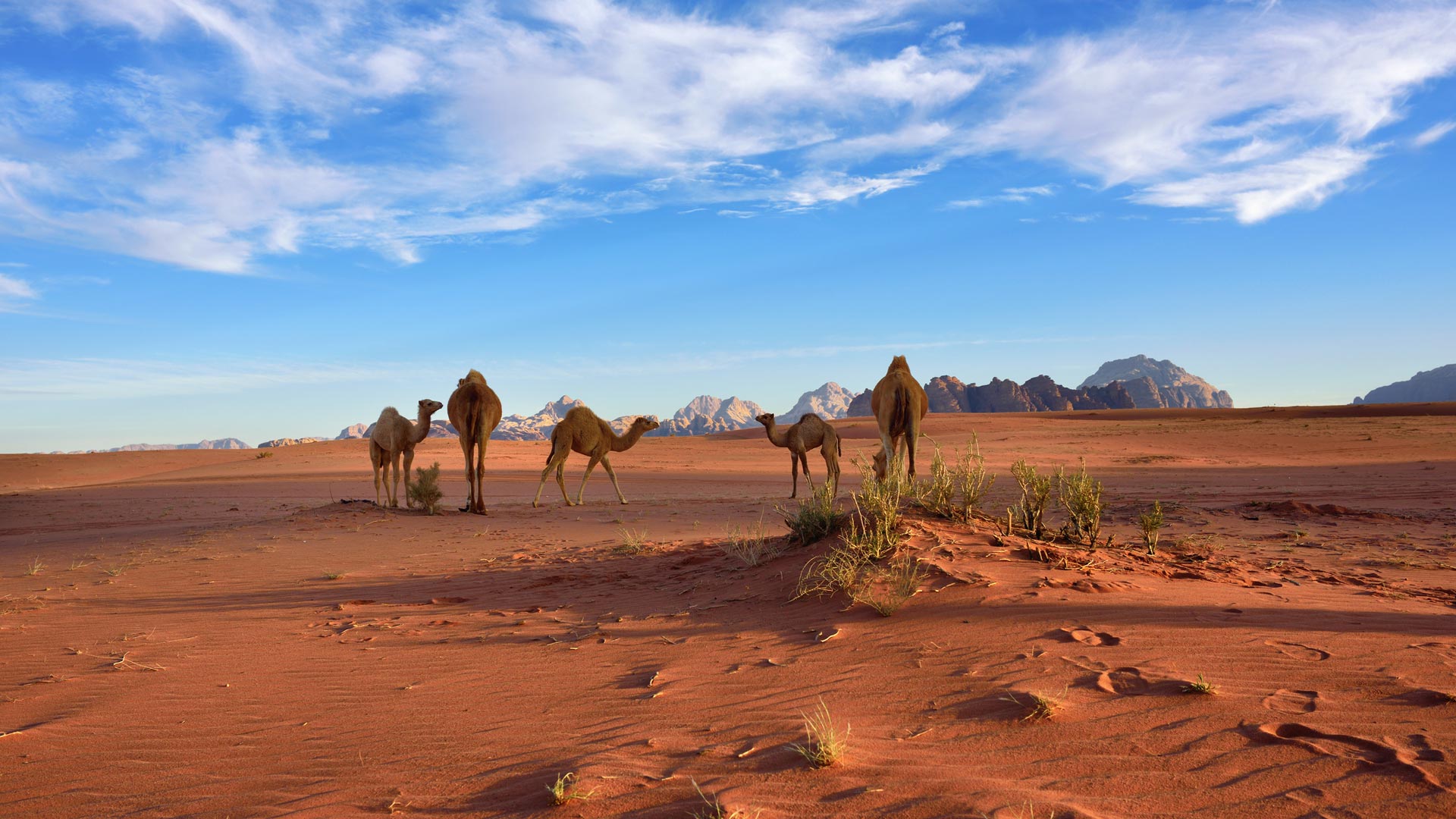 Viaggio di Gruppo - Trekking tra Petra, Wadi Rum e Canyon Segreti